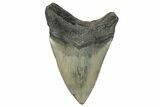 Serrated, Fossil Megalodon Tooth - North Carolina #273033-2